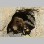 Melecta albifrons - Trauerbiene 05a 14mm im Nest der Pelzbiene.jpg